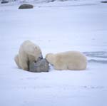 Resting Polar Bears