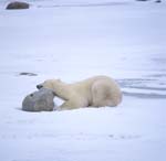 Tired polar bear
