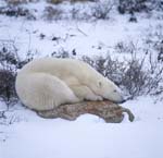 Tired Polar bear on a rock at the Hudson Bay