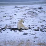 Polar Bear in the Hudson Bay