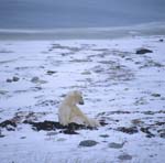 Patient Polar Bear in the Tundra