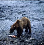 Kodiak bear fishing for salmon in the river