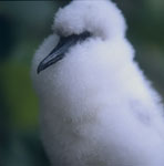 Red-footed Booby chick on Namenalala