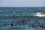Fur Seals in the surf