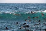 Fur Seals in the surf
